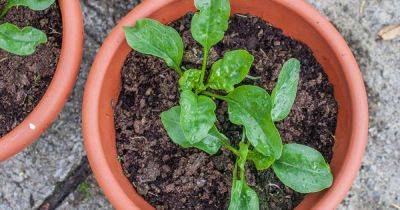Tips for Growing Spinach in Containers - gardenerspath.com - Switzerland