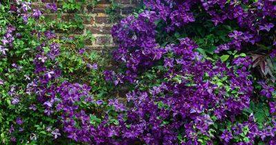 How to Prune Clematis Vines for Copious Flowers - gardenerspath.com