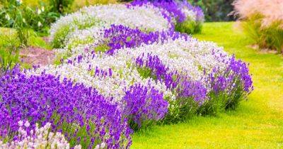 11 of the Best Cold-Hardy Lavender Varieties for Cooler Climates - gardenerspath.com - Britain - France - Spain - Portugal