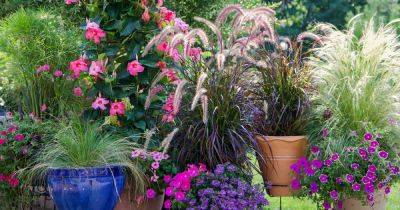 Tips for Growing Ornamental Grass in Containers - gardenerspath.com