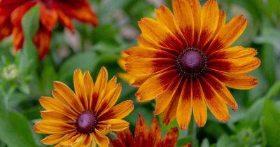 17 of the Best Black-Eyed Susan Varieties | Gardener's Path - gardenerspath.com - Usa