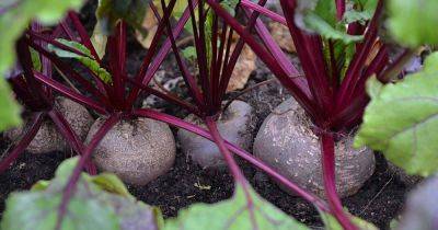 How to Grow Beets in Containers - gardenerspath.com
