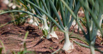 How to Plant and Grow Spring Onions - gardenerspath.com