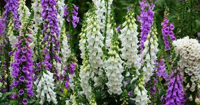 11 of the Best Foxglove Varieties - gardenerspath.com