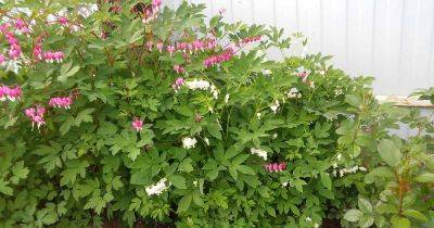 How to Identify and Manage Diseases in Bleeding Heart Plants - gardenerspath.com