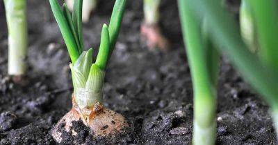 How to Grow Winter Onions - gardenerspath.com