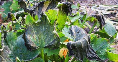 How to Protect Zucchini from Frost - gardenerspath.com