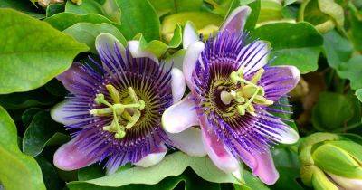17 of the Best Passionflower Species and Hybrids to Grow at Home - gardenerspath.com - Usa