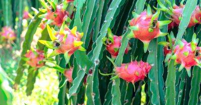 How to Grow Your Own Dragon Fruit (Pitaya) - gardenerspath.com