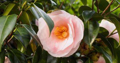 Troubleshooting Tips for Container Grown Camellias - gardenerspath.com