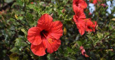 How to Overwinter Tropical Hibiscus Indoors - gardenerspath.com - China