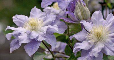 Winter Care and Protection for Clematis Plants - gardenerspath.com