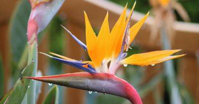 How to Overwinter Bird of Paradise Plants | Gardener's Path - gardenerspath.com - South Africa -  California - Madagascar