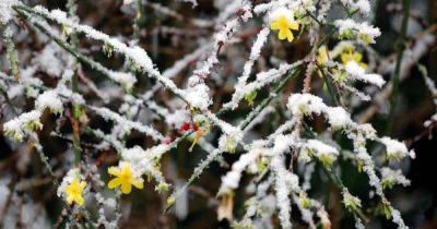 How to Prepare Jasmine Plants for Cold Weather | Gardener's Path - gardenerspath.com
