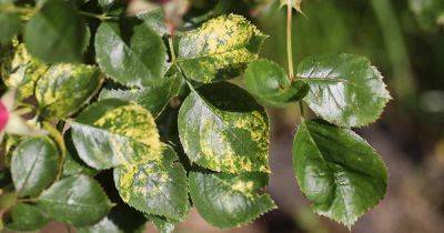 How to Identify Rose Mosaic Virus (and What to Do About It) - gardenerspath.com