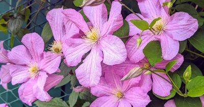 17 of the Best Fall-Blooming Clematis Varieties - gardenerspath.com