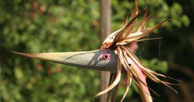 Deadheading Bird of Paradise: How to Remove Spent Blooms - gardenerspath.com