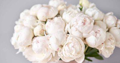 13 of the Best White Peony Varieties to Grow at Home - gardenerspath.com - Usa
