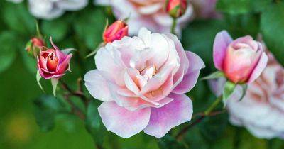 All About Griffith Buck Roses - gardenerspath.com - Spain
