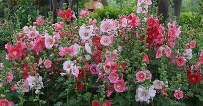 How and When to Deadhead Hollyhocks - gardenerspath.com