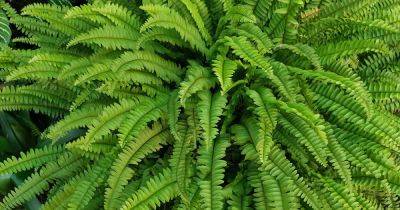 How to Care for Boston Ferns in Winter - gardenerspath.com