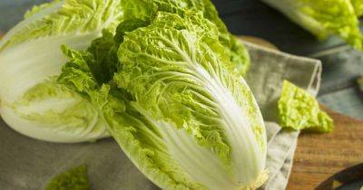 How to Grow Napa Cabbage - gardenerspath.com - Usa - China -  California - Japan
