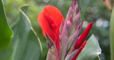 How to Identify and Treat Common Canna Lily Diseases - gardenerspath.com