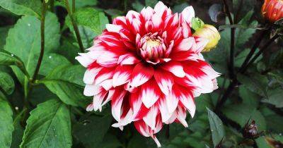 How to Propagate Dahlia Stem and Tuber Cuttings - gardenerspath.com