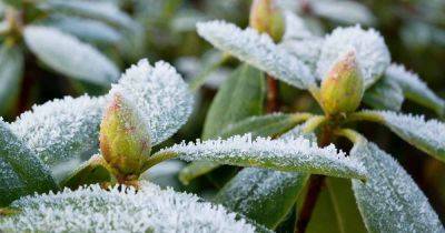 How to Protect Rhododendrons in Winter - gardenerspath.com