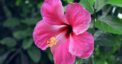 How to Identify and Control Caterpillars on Tropical Hibiscus - gardenerspath.com