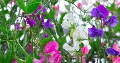 How to Plant, Grow, and Care For Sweet Pea Flowers | Gardener's Path - gardenerspath.com