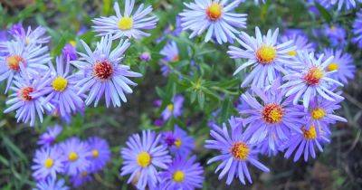 How to Grow and Care for Sky Blue Aster | Gardener's Path - gardenerspath.com - Usa - city New York - New York