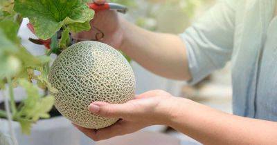 When and How to Harvest Cantaloupe - gardenerspath.com