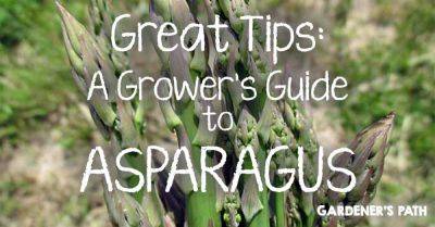 How to Grow Asparagus Like a Pro | Gardener's Path - gardenerspath.com - Britain - Scotland