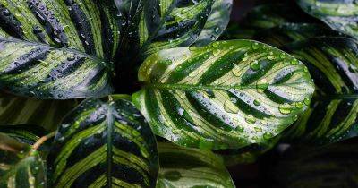 How to Grow and Care for Calathea Peacock Plants - gardenerspath.com