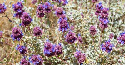 How to Plant and Grow Purple Sage - gardenerspath.com - Usa