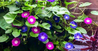 7 Reasons Why Morning Glories Fail to Bloom - gardenerspath.com