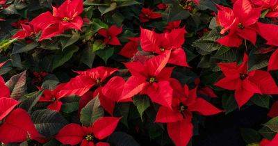 Poinsettias with Shriveled and Dry Leaves: Causes and Solutions - gardenerspath.com - Mexico - Guatemala
