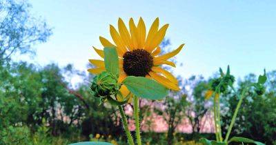 Is My Sunflower Annual or Perennial? - gardenerspath.com - Mexico
