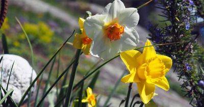 How to Grow and Care for Daffodils - gardenerspath.com - Netherlands - Greece - Sweden