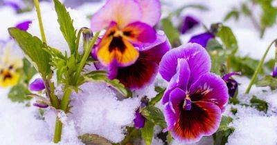 How to Care for Pansy Flowers in Winter - gardenerspath.com