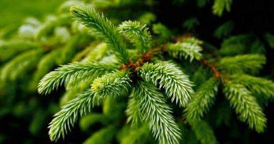 The Best Pine, Fir, and Spruce Identification Guide - gardenerspath.com