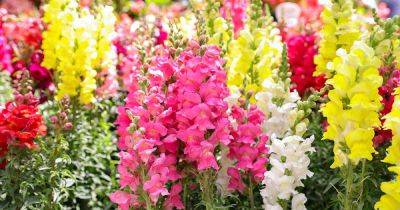 23 of the Best Snapdragon Varieties to Grow at Home - gardenerspath.com