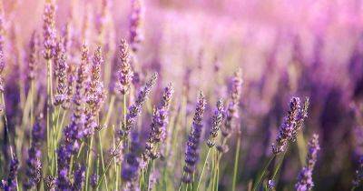 What’s the Difference Between French and English Lavender? - gardenerspath.com - Britain - France - Spain