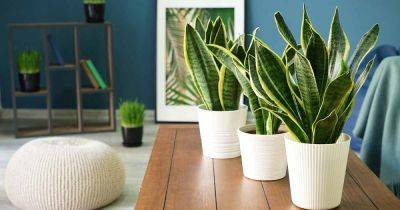 How to Propagate Snake Plants - gardenerspath.com - city Sansevieria