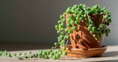 How to Grow and Care for String of Pearls - gardenerspath.com - Britain - Germany - South Africa