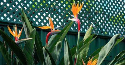 Different Types of Bird of Paradise Plants - gardenerspath.com - South Africa
