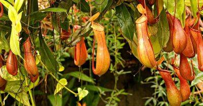 How to Water Nepenthes - gardenerspath.com