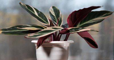 How to Grow Stromanthe Triostar Houseplants - gardenerspath.com - Brazil