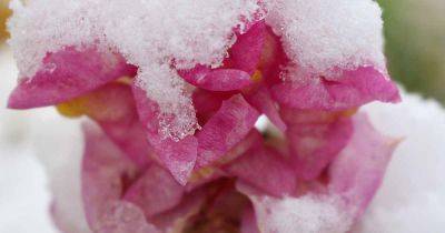 How to Overwinter Snapdragons - gardenerspath.com